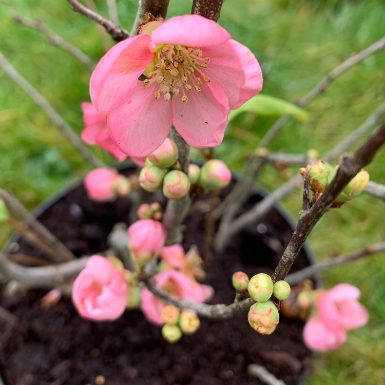 Plant image Chaenomeles x superba 'Pink Lady'