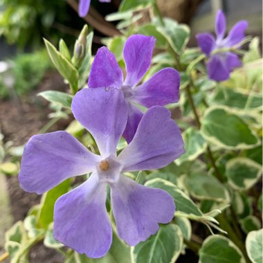 Vinca minor 'Argenteovariegata'