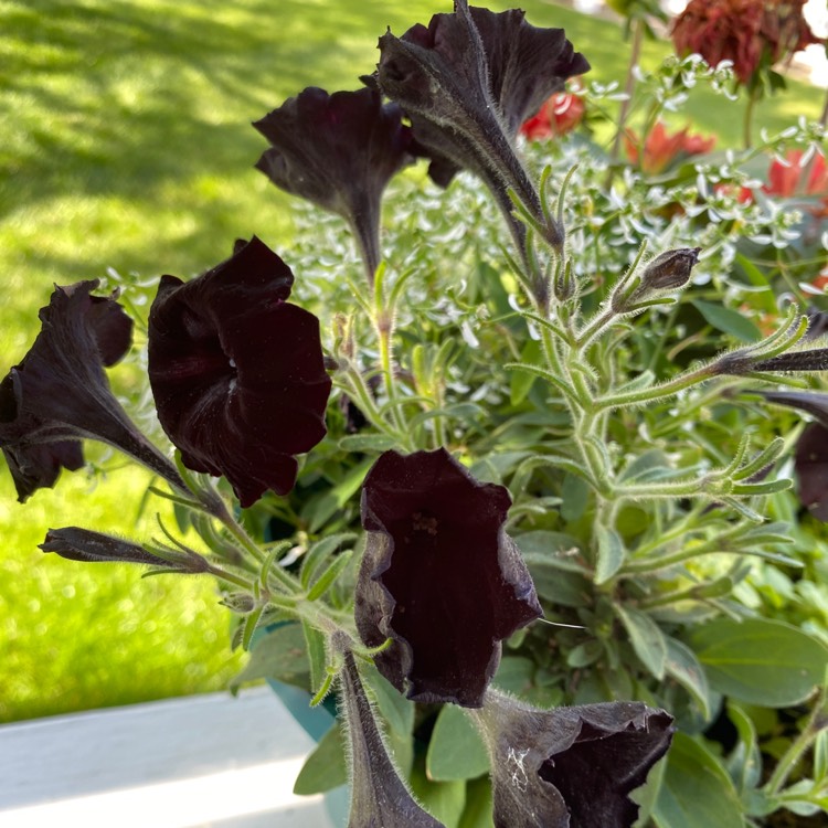Plant image Petunia 'Black Velvet'
