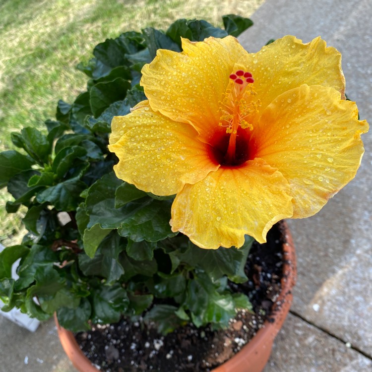Plant image Hibiscus rosa-sinensis 'Athenacus'
