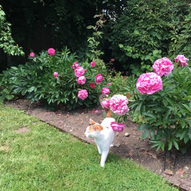 Alison's garden