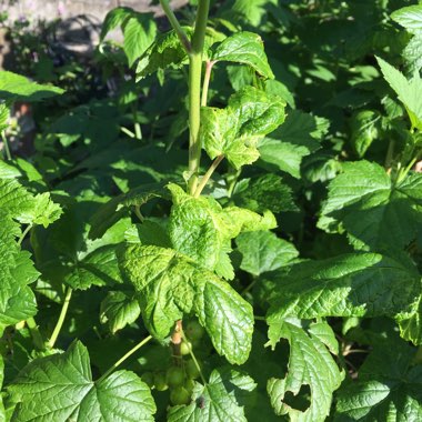 Ribes nigrum