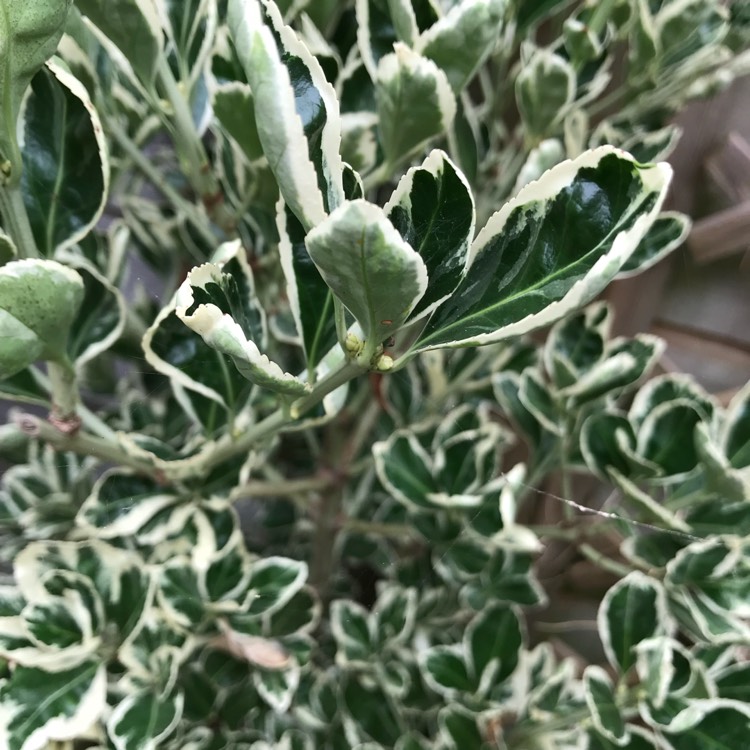 Plant image Euonymus fortunei 'Silver Queen'