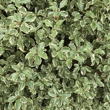 New Zealand Pittosporum 'Silver Queen'