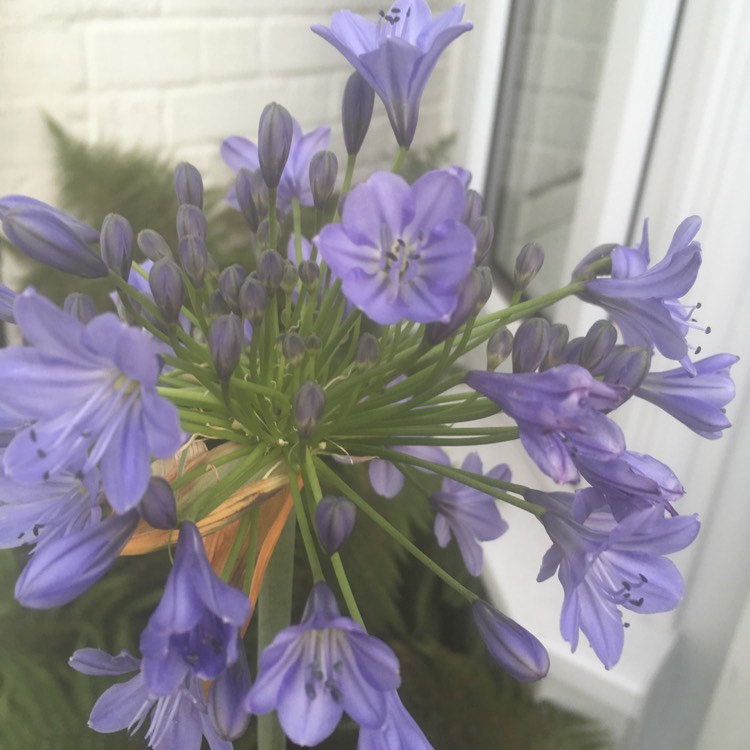 Plant image Agapanthus 'Stargazer'