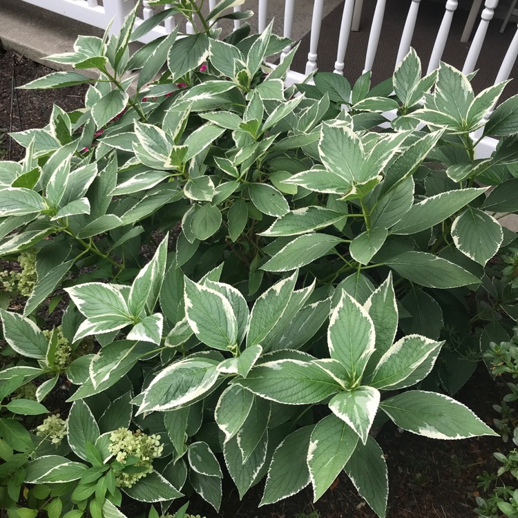 plant image 1395672