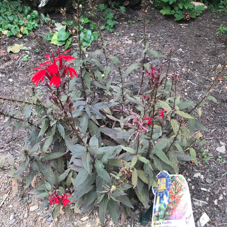 Plant image Lobelia cardinalis 'Black Truffle'
