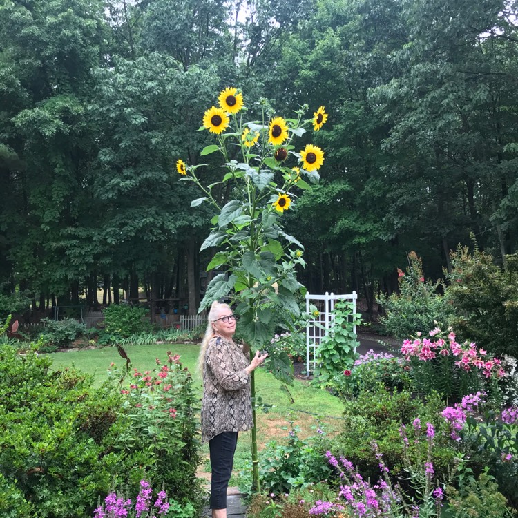 plant image 1395774