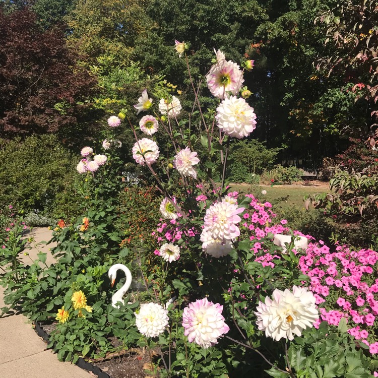 Plant image Dahlia 'Abbie'