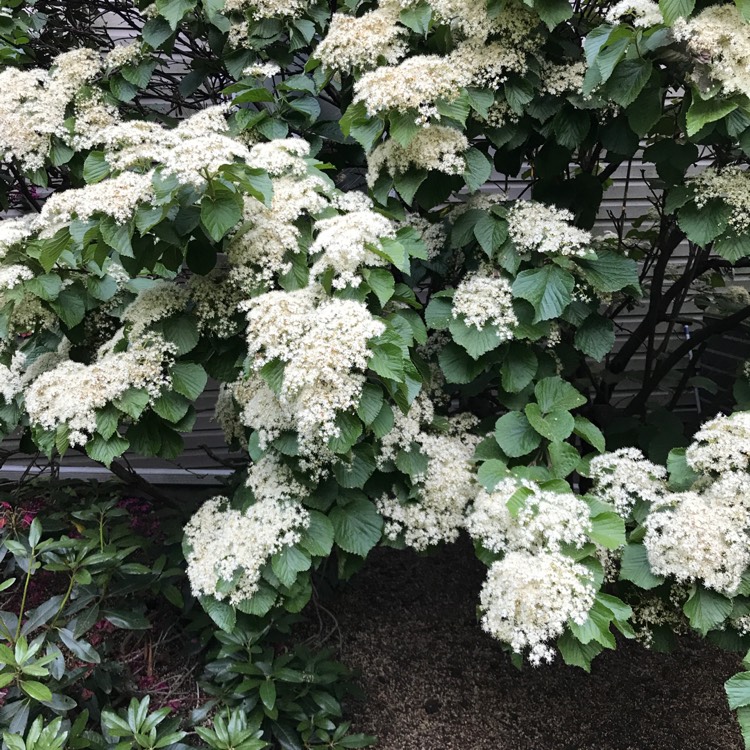 Plant image Viburnum davidii