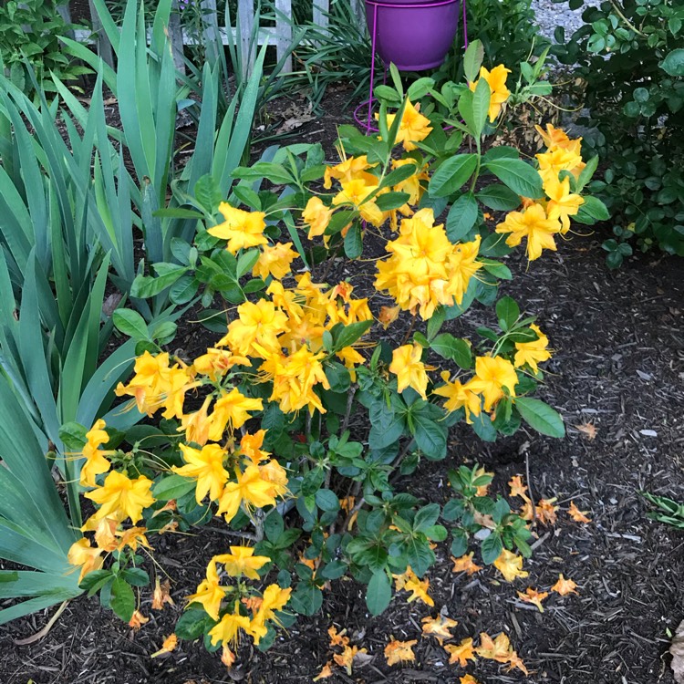 plant image 1400408