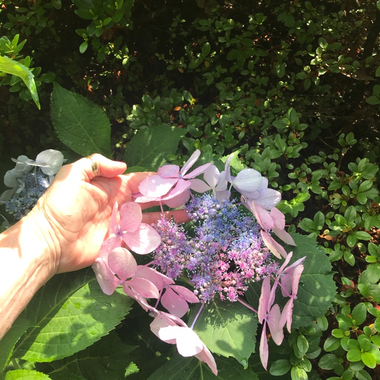 plant image 1402153