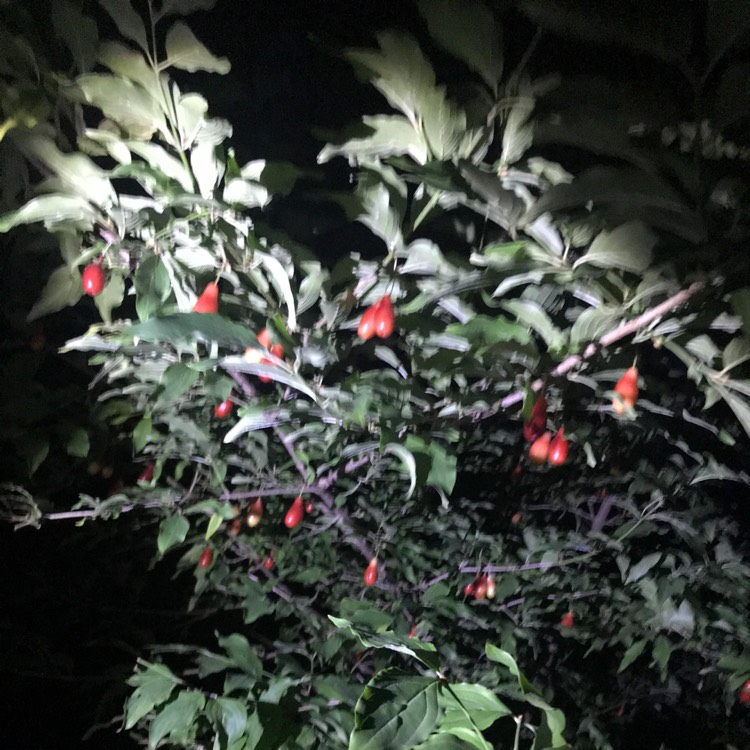 plant image 1404392