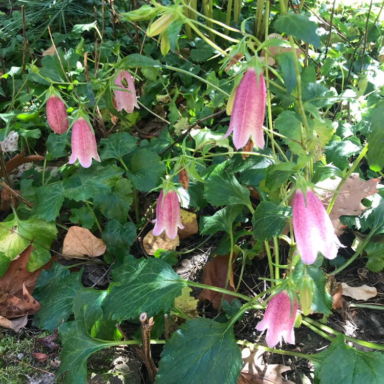 Plant image Campanula takesimana 'Elizabeth'