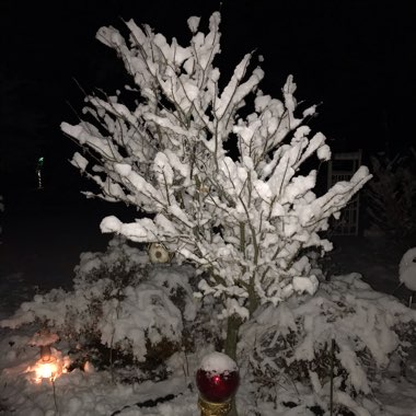 Acer palmatum