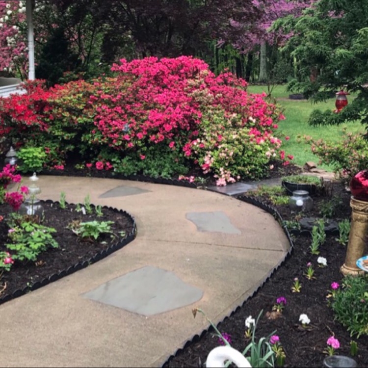 plant image 1434303