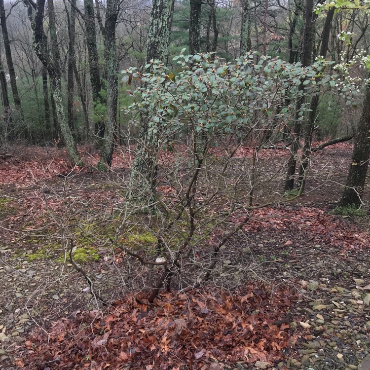 plant image 1463029