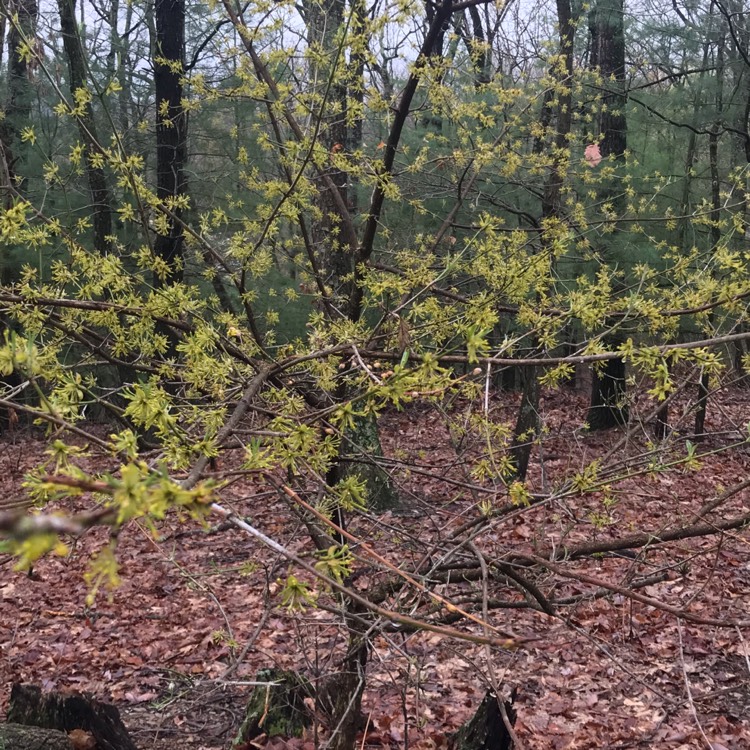 plant image 1463030