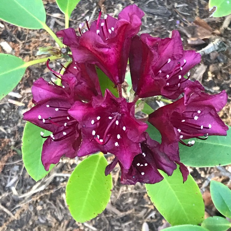 plant image 1481875