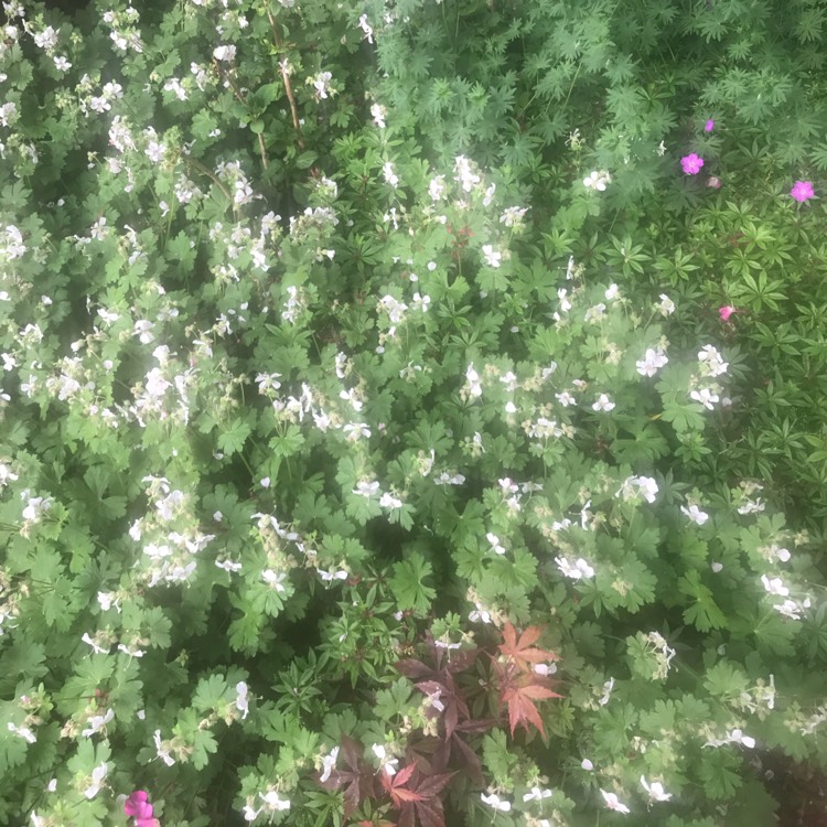 Plant image Geranium x cantabrigiense 'Biokovo'