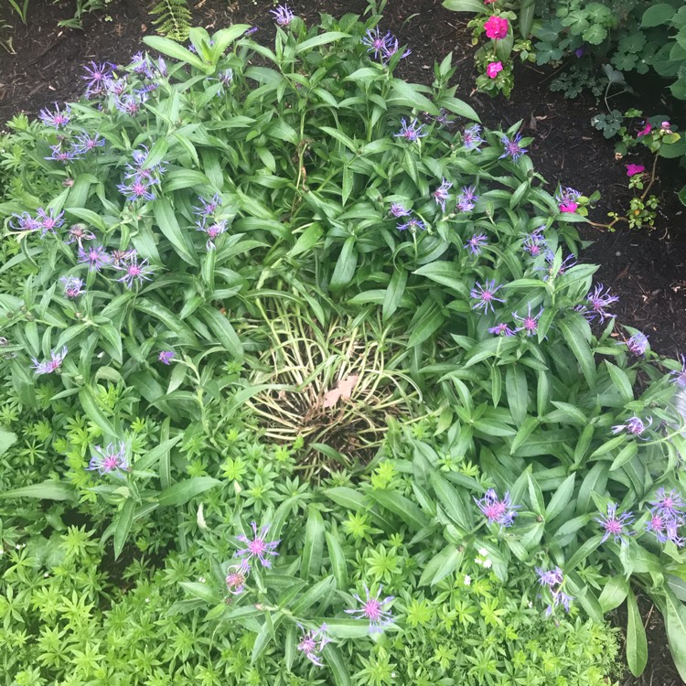 Plant image Centaurea cyanus 'Blue Boy'