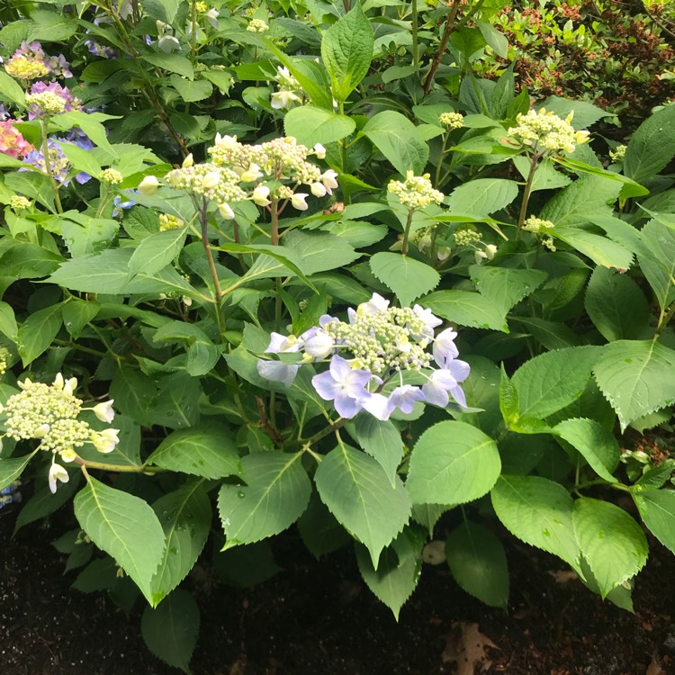 Plant image Hydrangea Macrophylla 'Shugert'