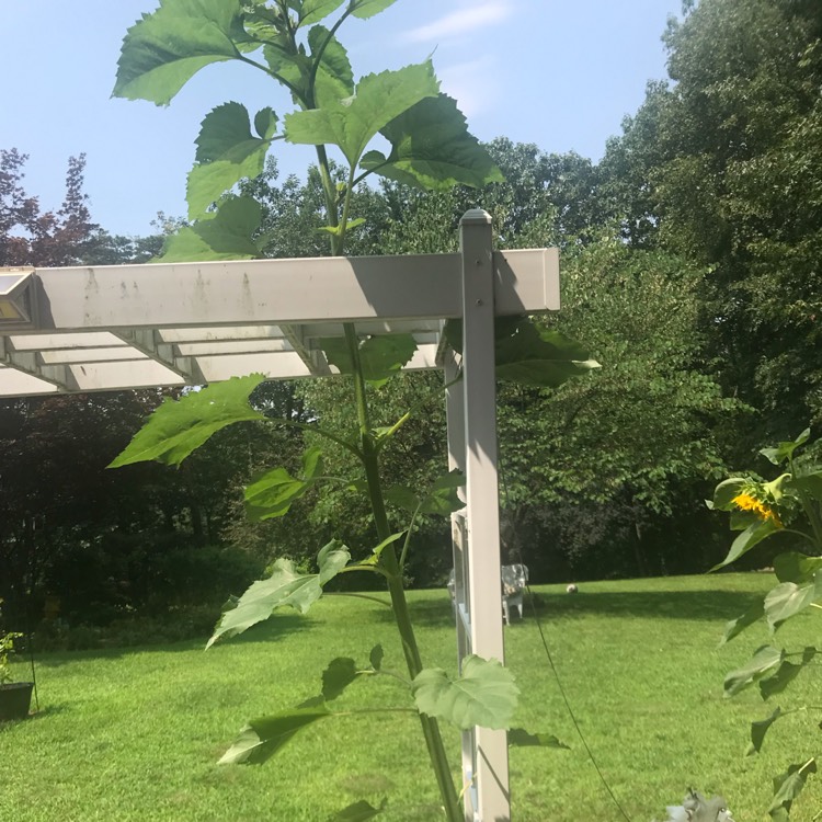 plant image 1512742