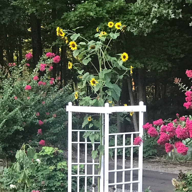 plant image 1526096