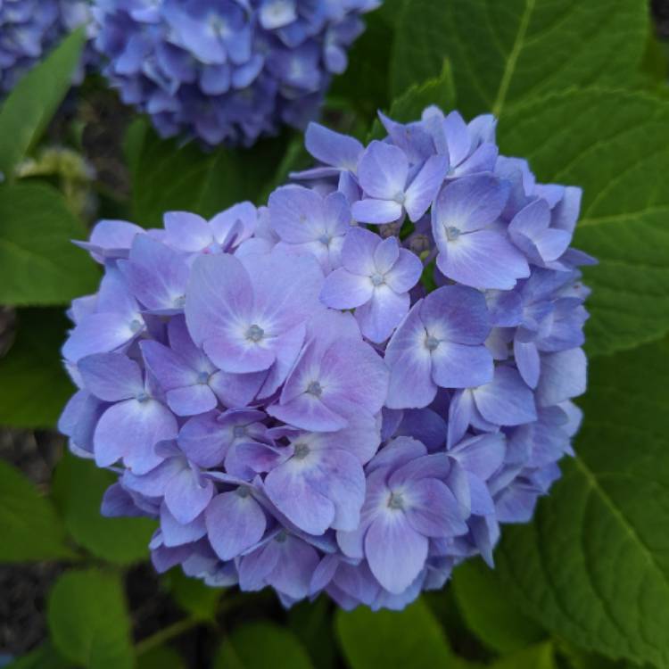 plant image 1118955 plant image 1118955