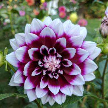 Dahlia 'Mystery Day'