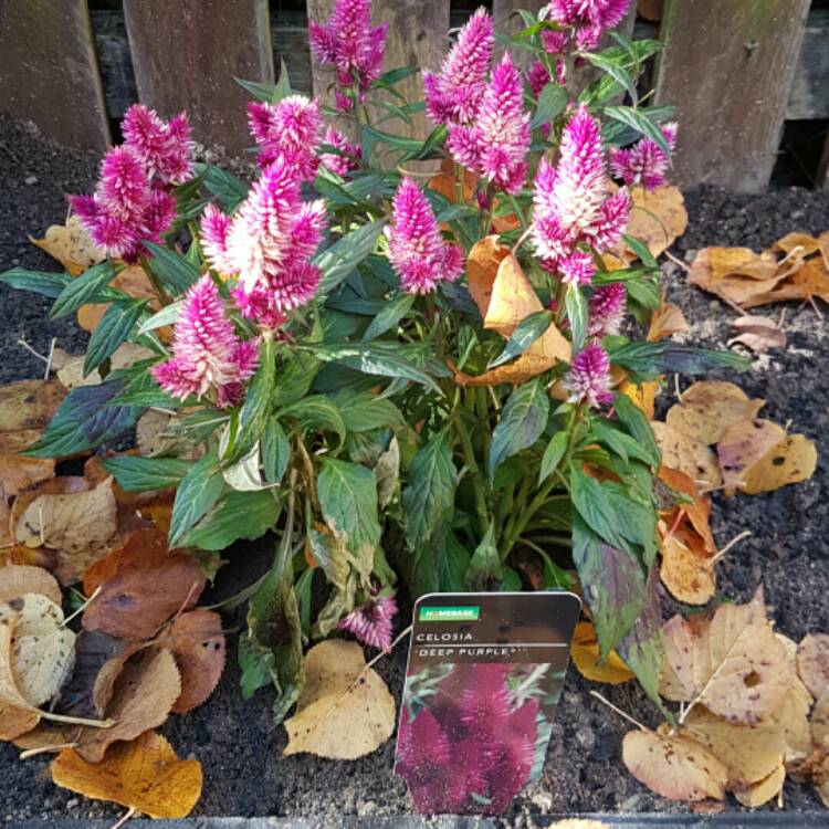 plant image 262477
