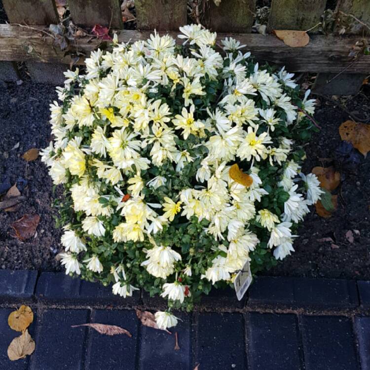 plant image 262479