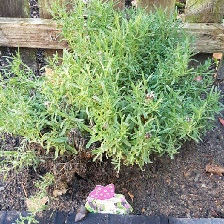 plant image 262480