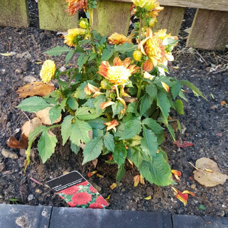 plant image 262482