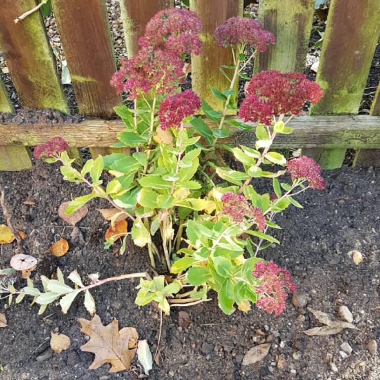 plant image 262483