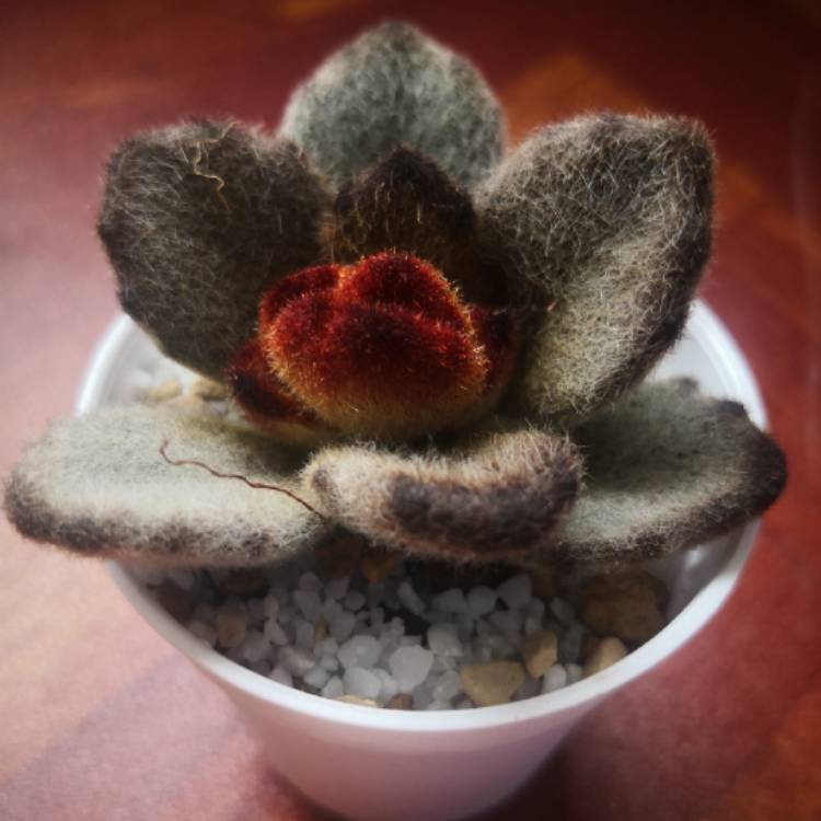 Plant image Kalanchoe tomentosa 'Teddy Bear'