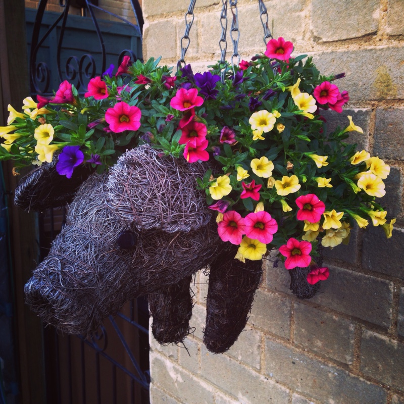 Petunia