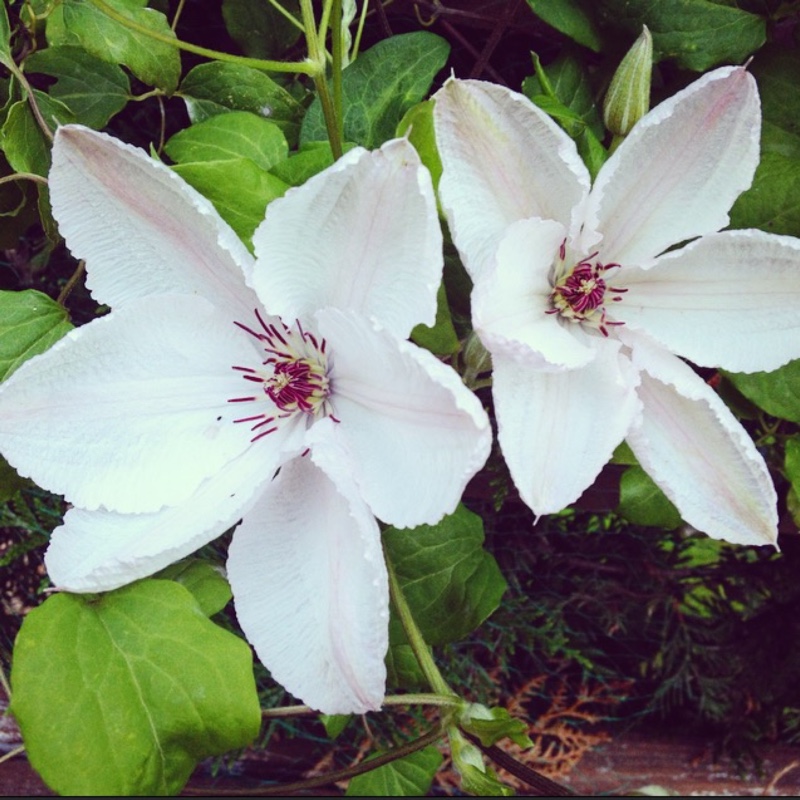 Clematis 'Henryi'
