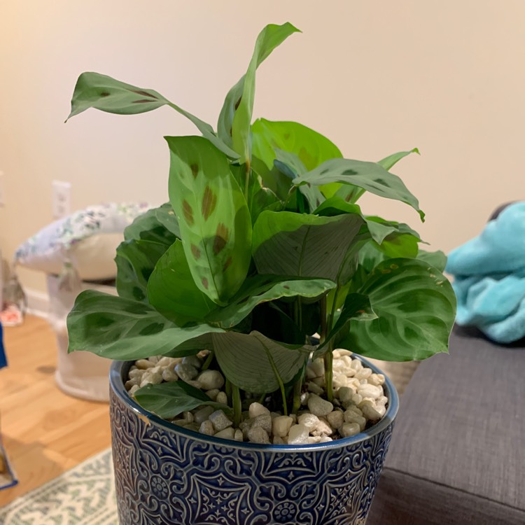 Plant image Maranta Leuconeura 'Kim'
