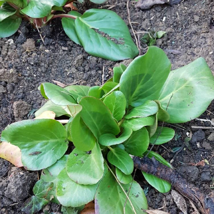 plant image 581376