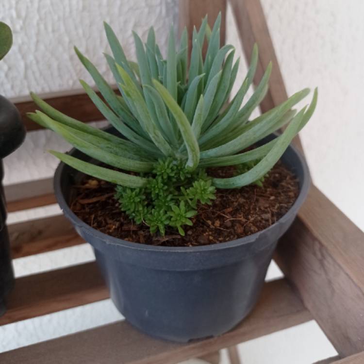 Plant image Senecio mandraliscae