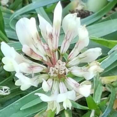 Linda 's garden