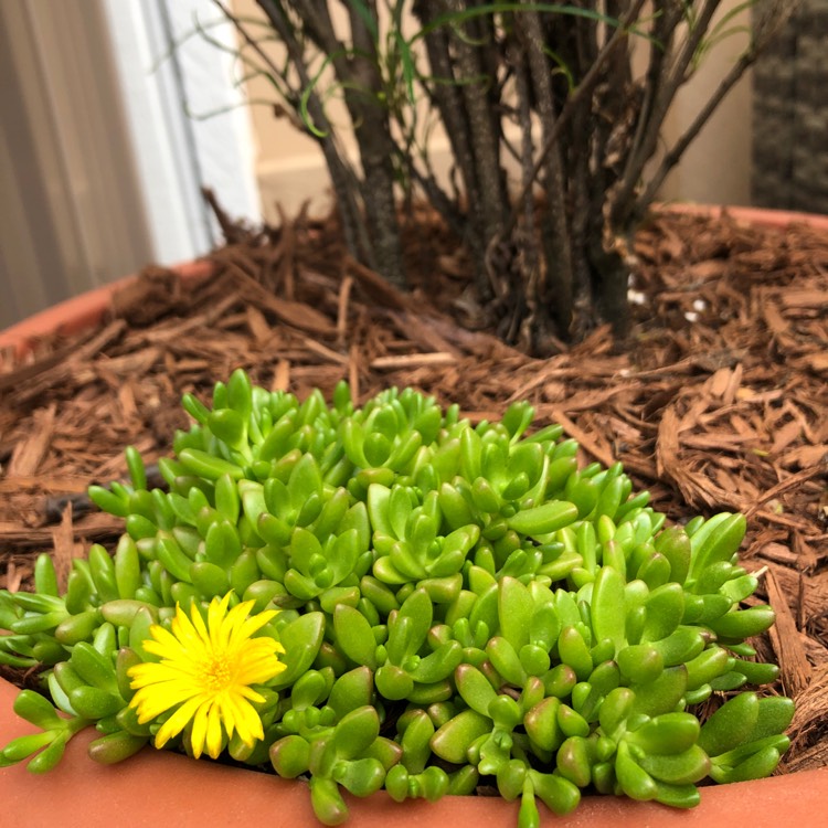 Plant image Delosperma nubigenum