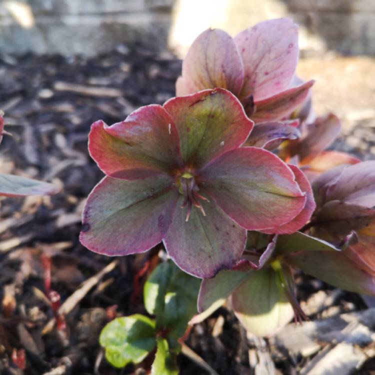 plant image 1253622