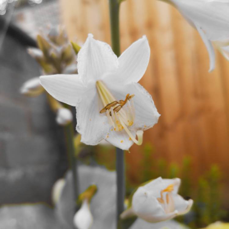 Plant image Hosta 'Royal Standard' syn. Hosta 'Wayside Perfection'