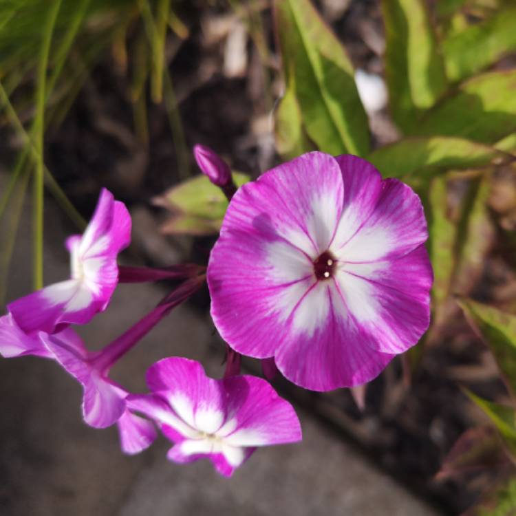 plant image 1364816 plant image 1364816