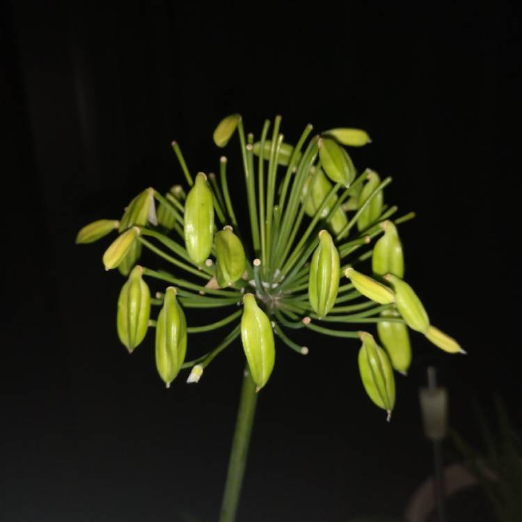plant image 1385335 plant image 1385335