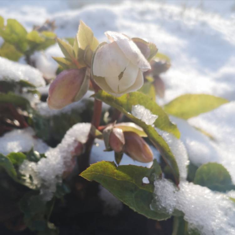 plant image 1435078