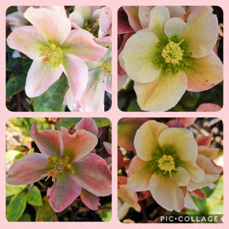 plant image 1445222