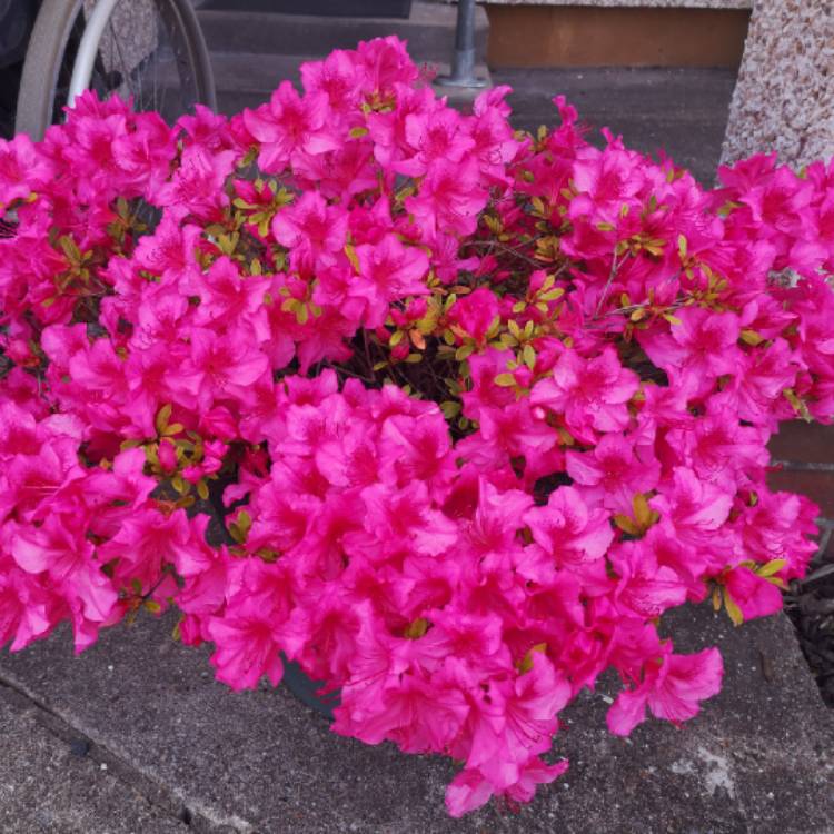 plant image 1488139 plant image 1488139